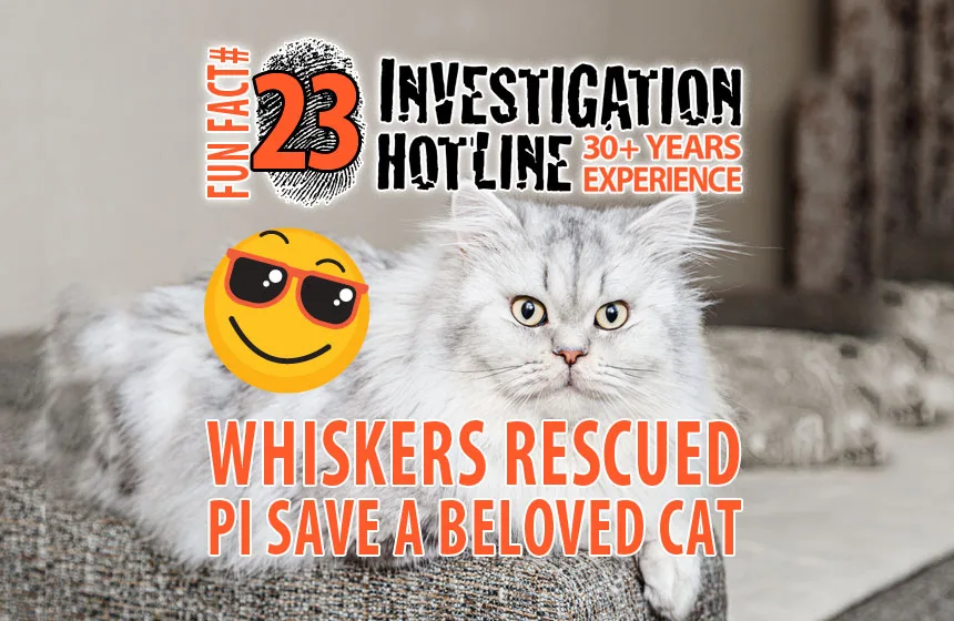 Fun-Facts-23-Private-Investigators-with-Hearts-of-Gold-Save-a-Beloved-Cat-Investigation-Hotline-Private-Investigator-Toronto